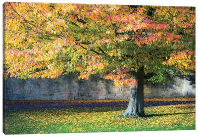 Autumn Tree England UK Canvas Art Print - Stephen Hodgetts