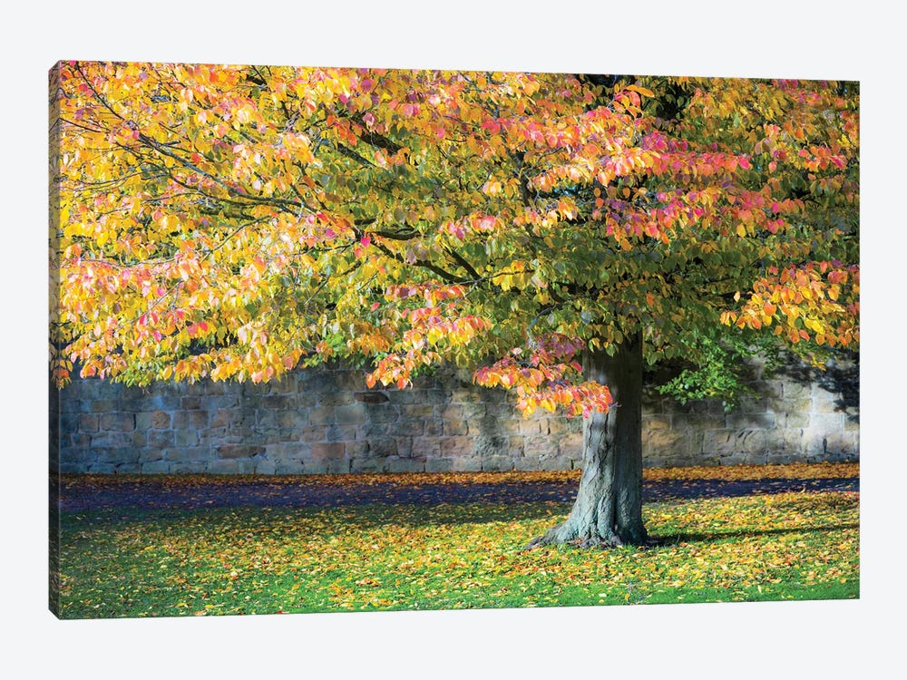 Autumn Tree England UK by Stephen Hodgetts 1-piece Canvas Art