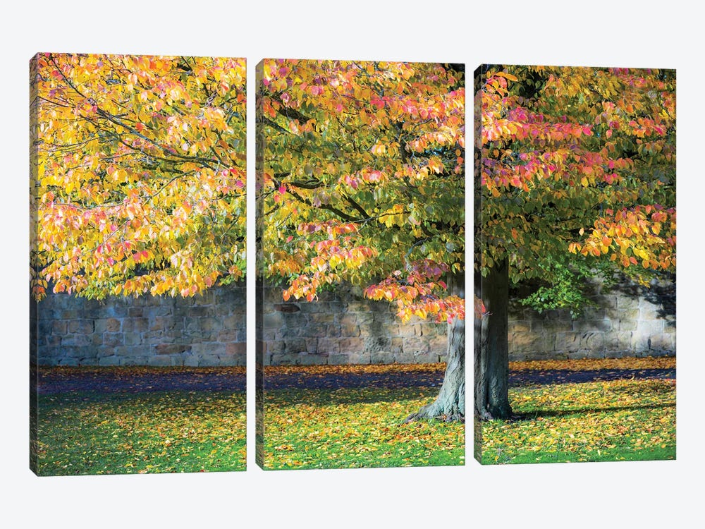 Autumn Tree England UK by Stephen Hodgetts 3-piece Canvas Artwork