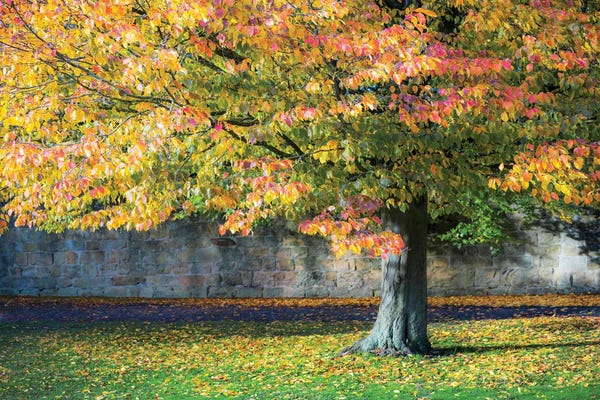 Stephen Hodgetts: Autumn Tree England UK by Stephen Hodgetts