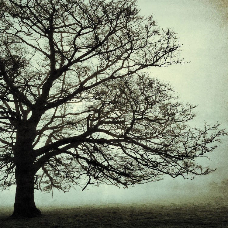 The Old Oak Vs I by Stephen Hodgetts wall art