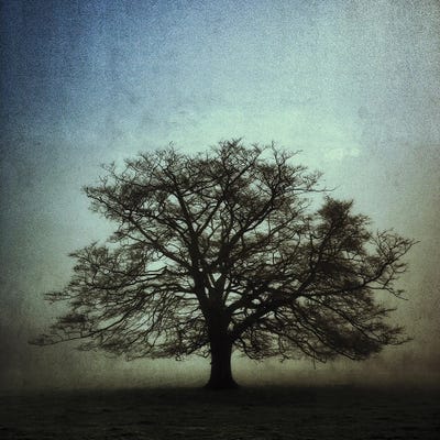 The Old Oak Vs II by Stephen Hodgetts metal wall art