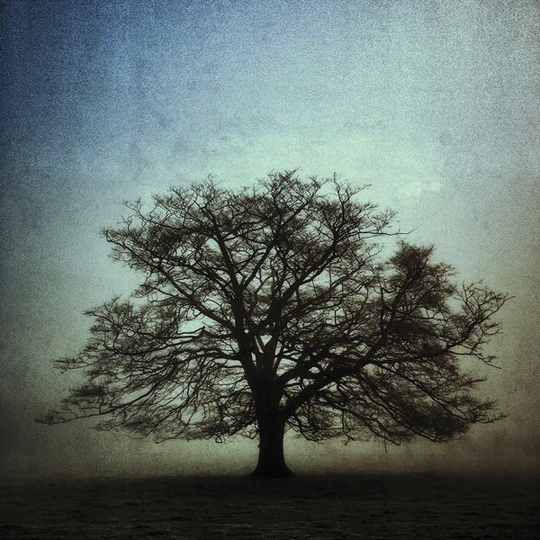 Stephen Hodgetts: The Old Oak Vs II by Stephen Hodgetts