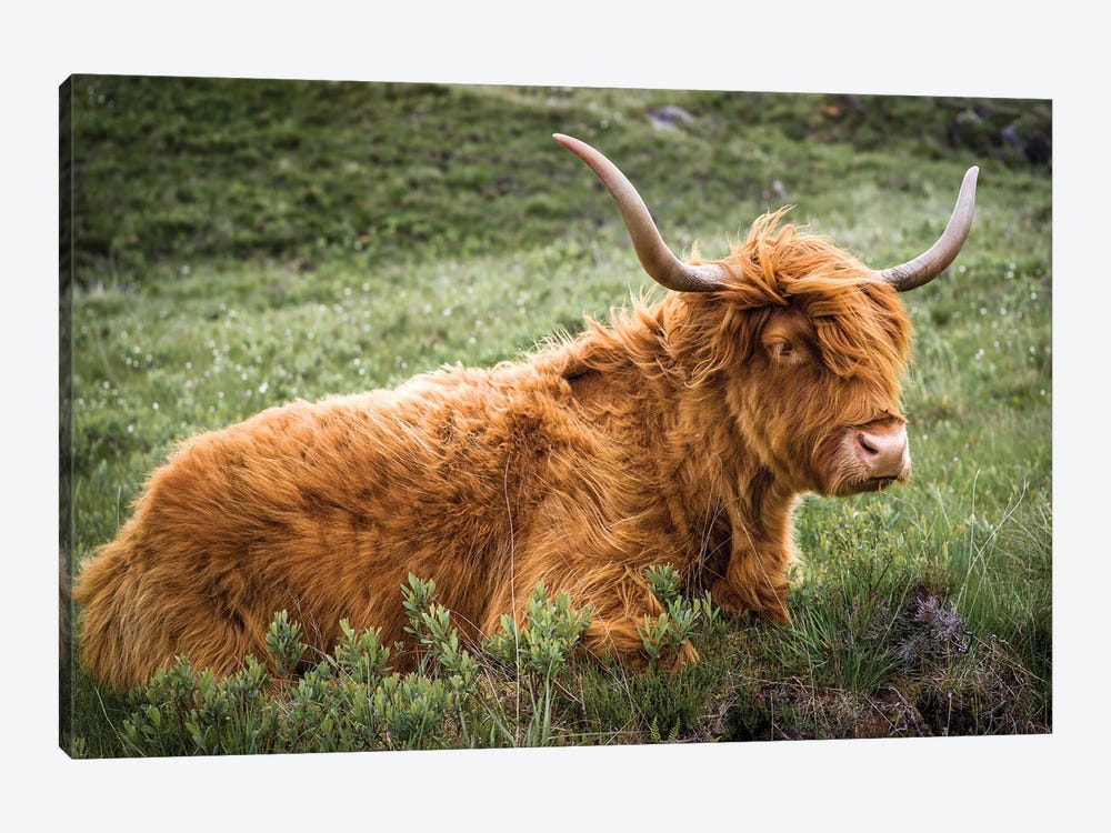 Highland Cow - Scotland by Stephen Hodgetts 1-piece Canvas Wall Art