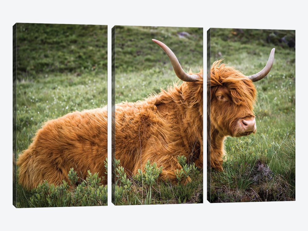 Highland Cow - Scotland by Stephen Hodgetts 3-piece Canvas Art