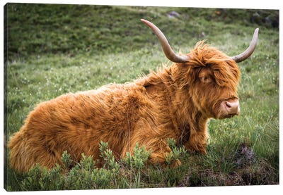 Highland Cow - Scotland Canvas Art Print - Stephen Hodgetts