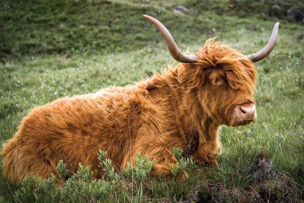 Stephen Hodgetts: Highland Cow - Scotland by Stephen Hodgetts