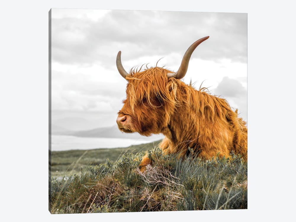Highland Cow by Stephen Hodgetts 1-piece Canvas Art Print
