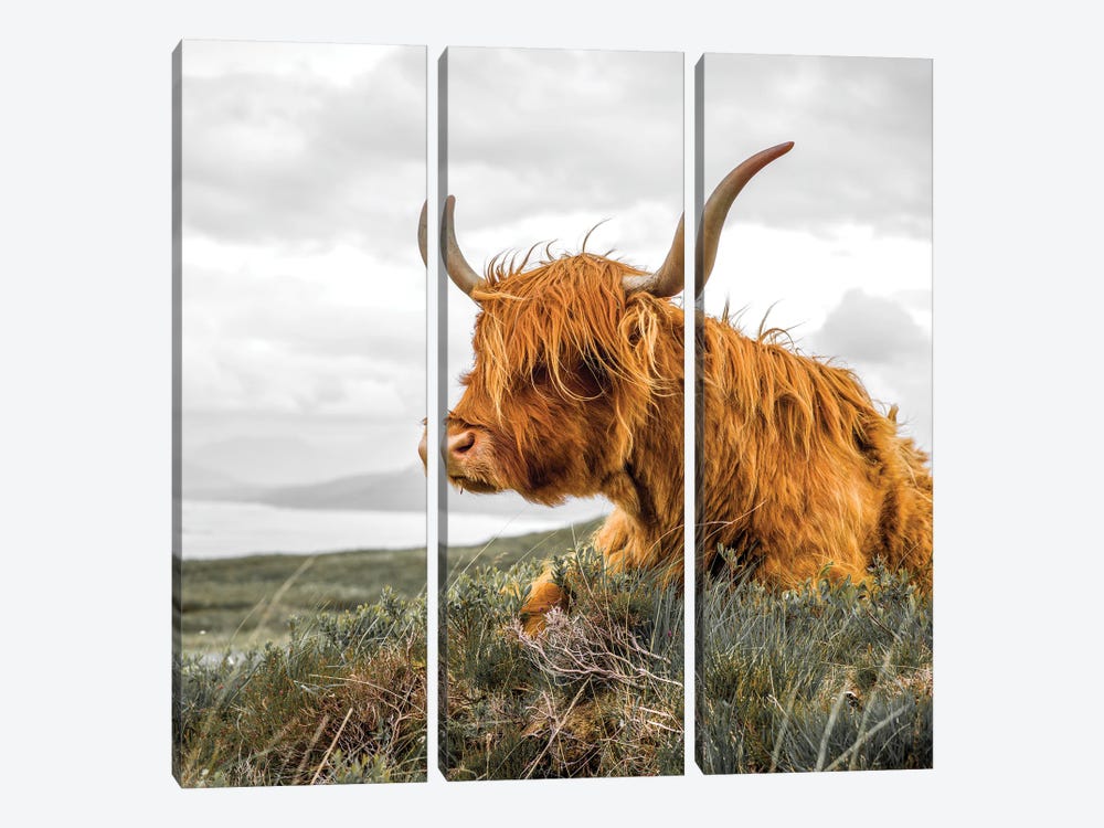 Highland Cow by Stephen Hodgetts 3-piece Canvas Art Print