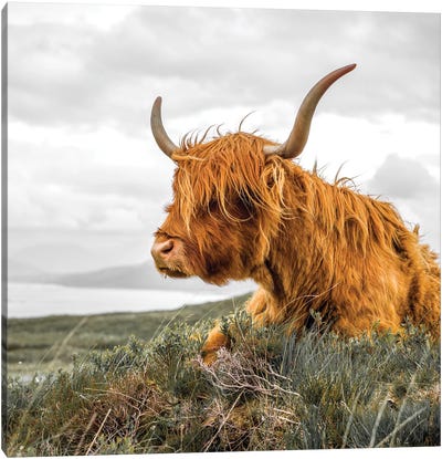 Highland Cow Canvas Art Print - Stephen Hodgetts