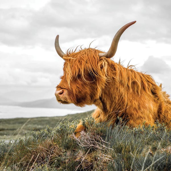 Stephen Hodgetts: Highland Cow by Stephen Hodgetts