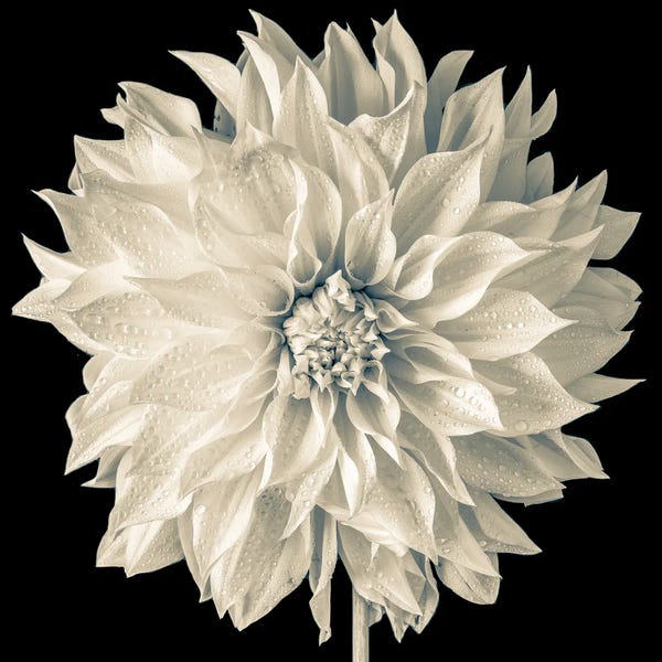 Stephen Hodgetts: Dallier by Stephen Hodgetts