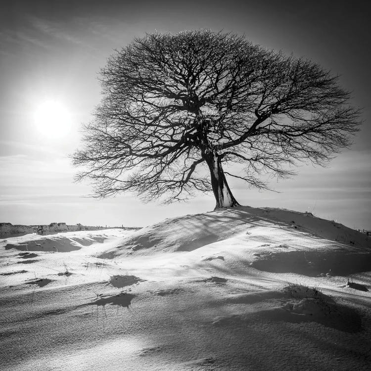 The Tree Of Life II - Peak District by Stephen Hodgetts wall art