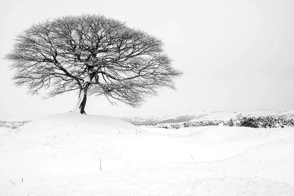 Stephen Hodgetts: The Tree Of Life - Peak District by Stephen Hodgetts