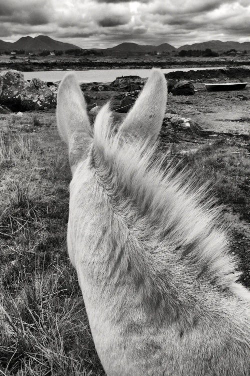 Irish Donkey by Stephen Hodgetts wall art