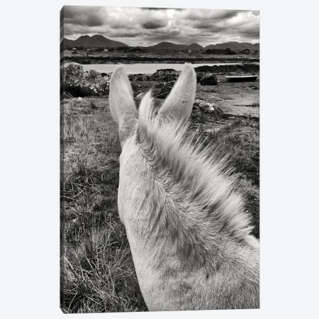 Irish Donkey Canvas Print #HDG27} by Stephen Hodgetts Art Print