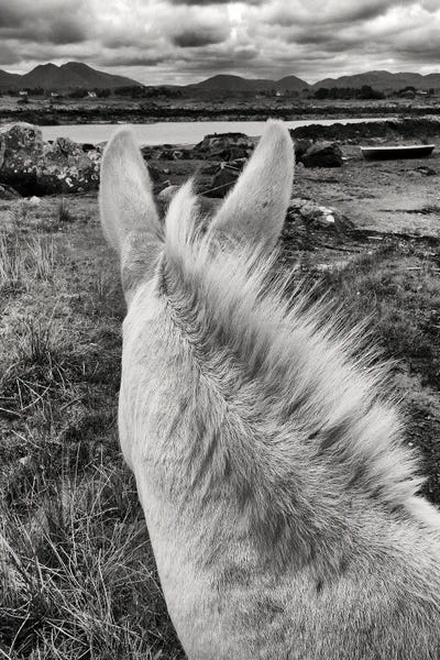 Stephen Hodgetts: Irish Donkey by Stephen Hodgetts