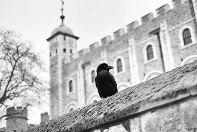 The Raven Tower Of London by Stephen Hodgetts metal wall art