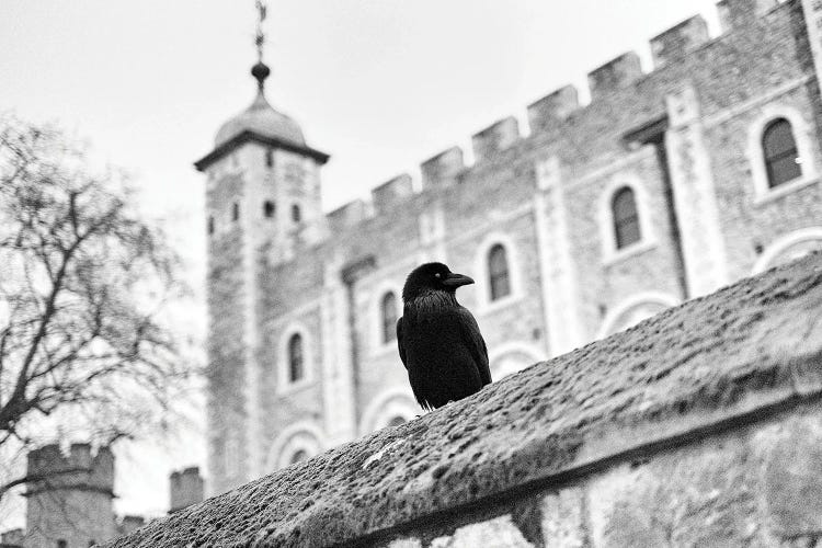 The Raven Tower Of London