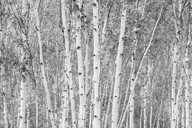 Aspens - Anglesey Abbey by Stephen Hodgetts wall art