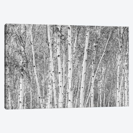 Aspens - Anglesey Abbey Canvas Print #HDG2} by Stephen Hodgetts Canvas Art Print