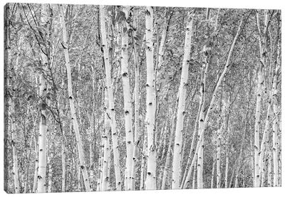 Aspens - Anglesey Abbey Canvas Art Print