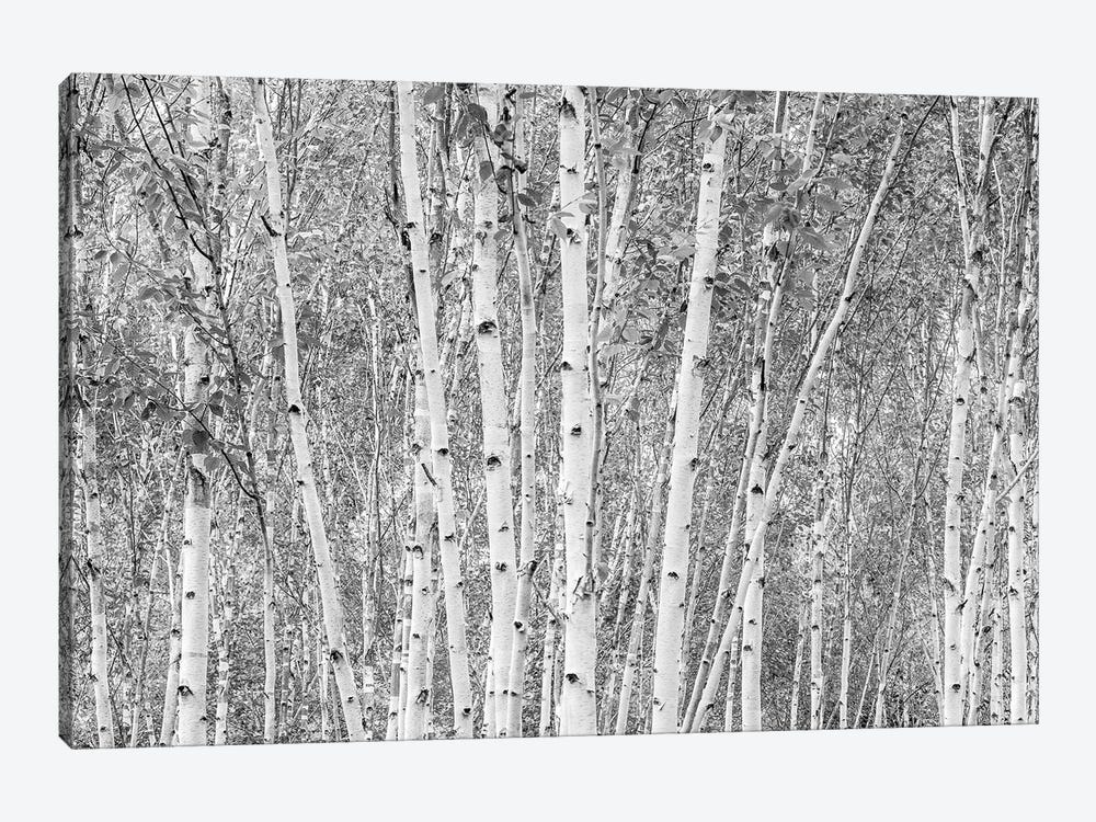 Aspens - Anglesey Abbey by Stephen Hodgetts 1-piece Canvas Wall Art