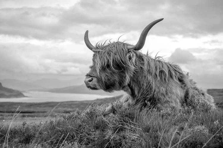 Scottish Highland Cow