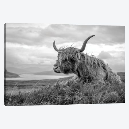 Scottish Highland Cow Canvas Print #HDG35} by Stephen Hodgetts Canvas Wall Art