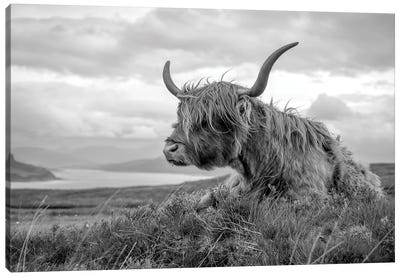Scottish Highland Cow Canvas Art Print - Highland Cow Art
