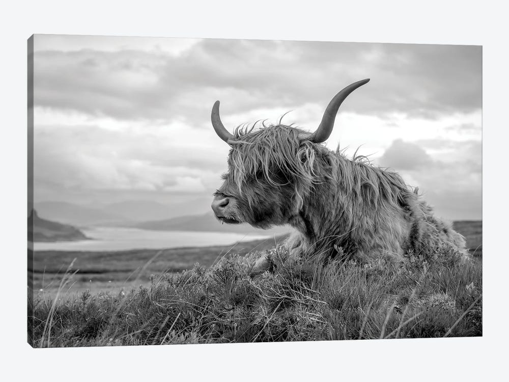 Scottish Highland Cow by Stephen Hodgetts 1-piece Art Print