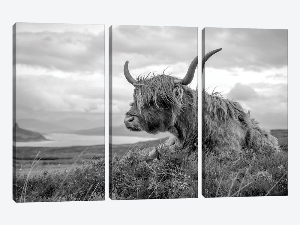 Scottish Highland Cow 3-piece Art Print