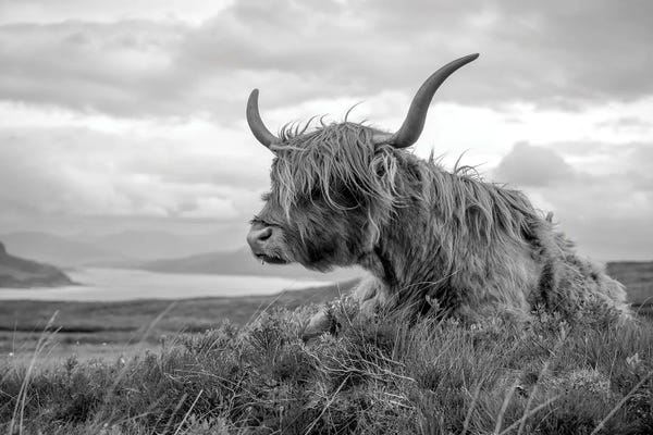 Scottish Highland Cow