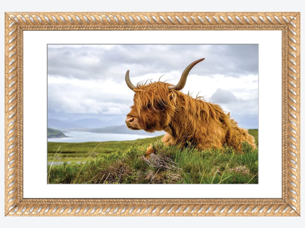 Highland Cow Wrapping Paper Scottish Highlands Eco Friendly Gift