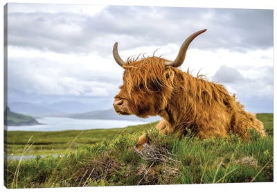 Scottish Highland Cow Colour Canvas Art Print - Scotland Art