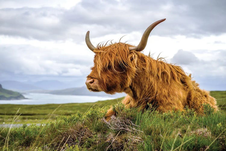 Scottish Highland Cow Colour by Stephen Hodgetts wall art