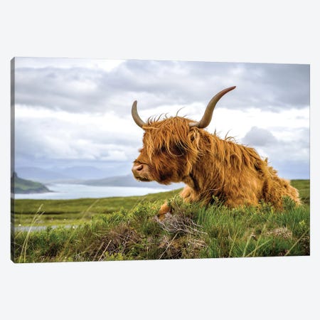 Scottish Highland Cow Colour Canvas Print #HDG36} by Stephen Hodgetts Canvas Artwork