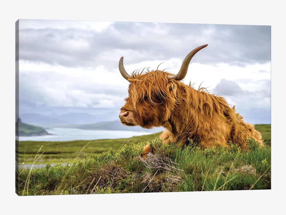 Scottish Highland Cow Colour by Stephen Hodgetts 1-piece Canvas Art