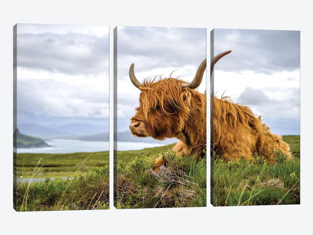 Scottish Highland Cow Colour by Stephen Hodgetts 3-piece Canvas Artwork