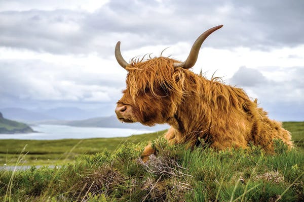 Large Photography - Canvas Prints: Scottish Highland Cow Colour by Stephen Hodgetts