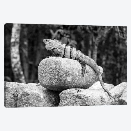 Iguana - Mexico Canvas Print #HDG38} by Stephen Hodgetts Canvas Print