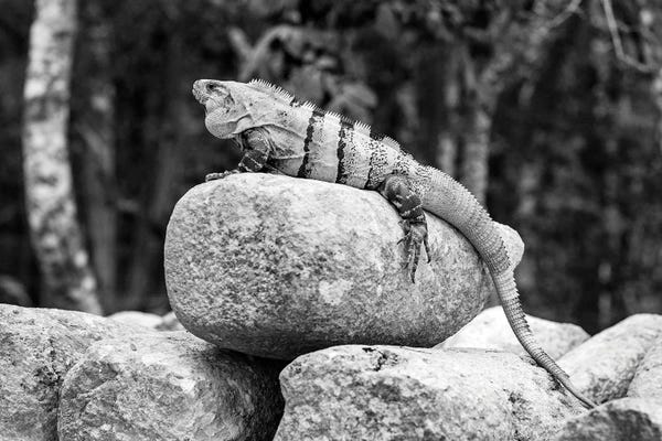 Stephen Hodgetts: Iguana - Mexico by Stephen Hodgetts