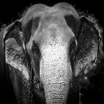 Indian Elephant - Sri Lanka by Stephen Hodgetts framed canvas print
