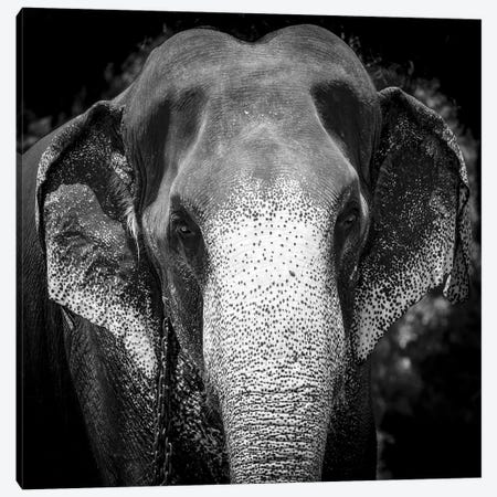 Indian Elephant - Sri Lanka Canvas Print #HDG39} by Stephen Hodgetts Canvas Art Print