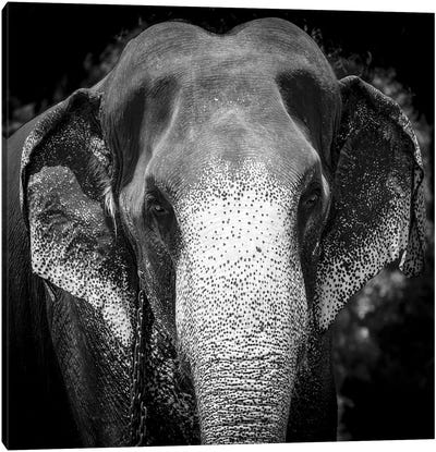 Indian Elephant - Sri Lanka Canvas Art Print - Stephen Hodgetts