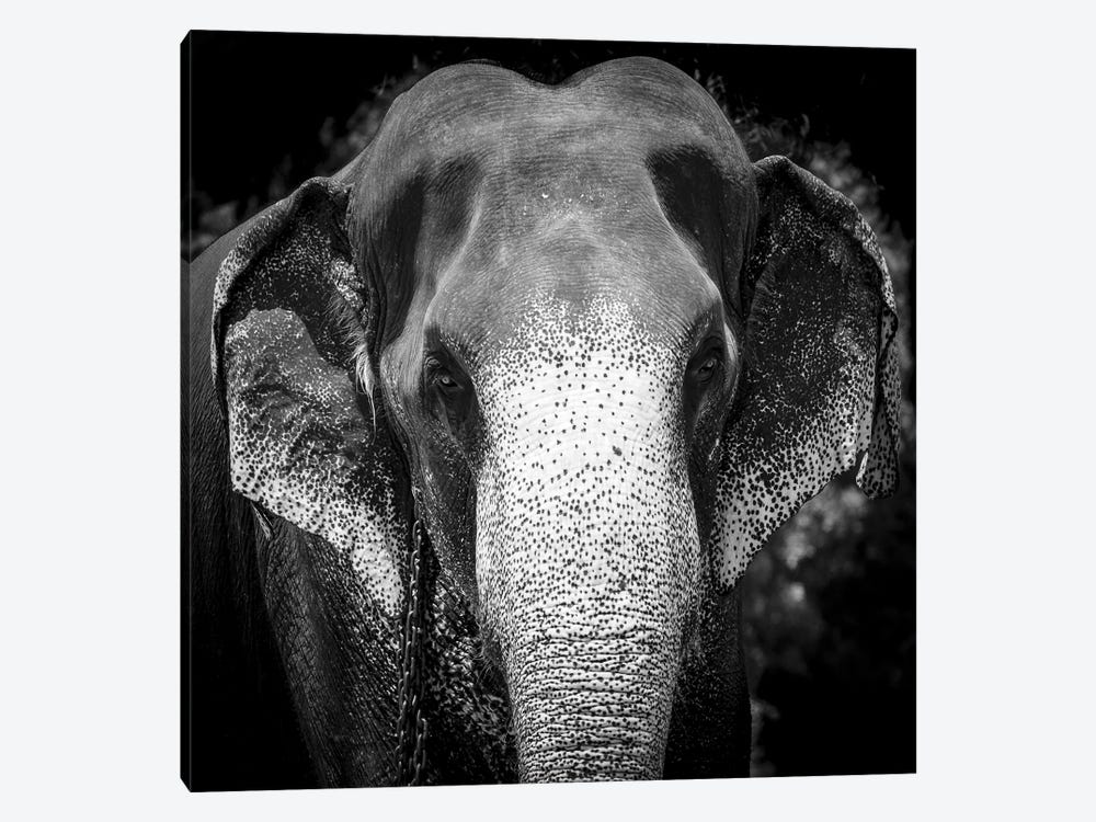 Indian Elephant - Sri Lanka by Stephen Hodgetts 1-piece Art Print