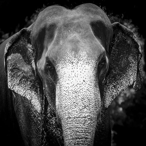 Sri Lanka: Indian Elephant - Sri Lanka by Stephen Hodgetts