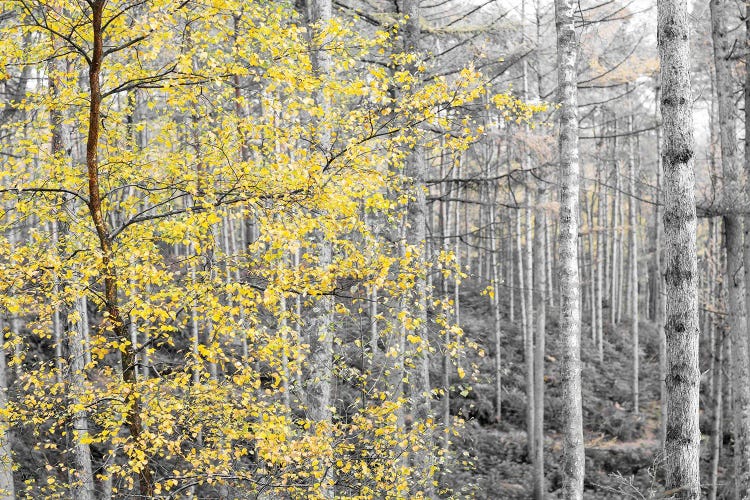 Autumn Turns To Winter by Stephen Hodgetts wall art
