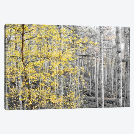 Autumn Turns To Winter Canvas Print #HDG3} by Stephen Hodgetts Art Print