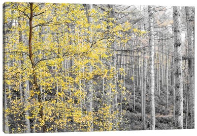 Autumn Turns To Winter Canvas Art Print - Stephen Hodgetts